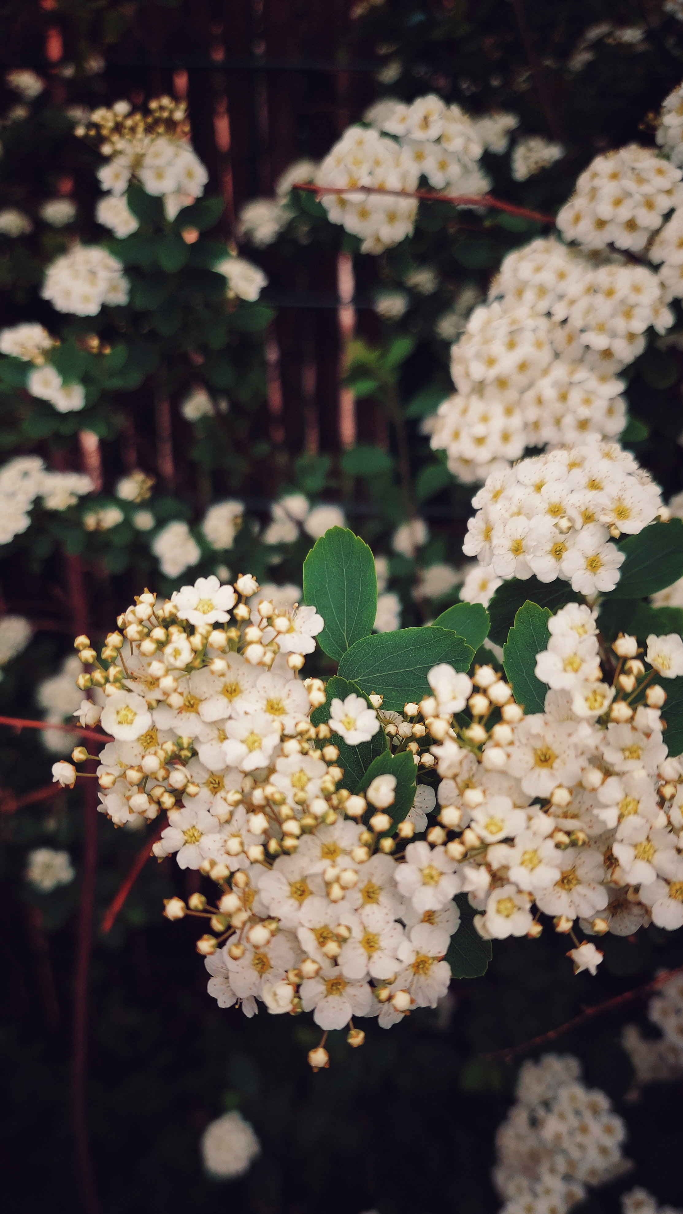 A bush bearing white blossoms, in front of an old fence.