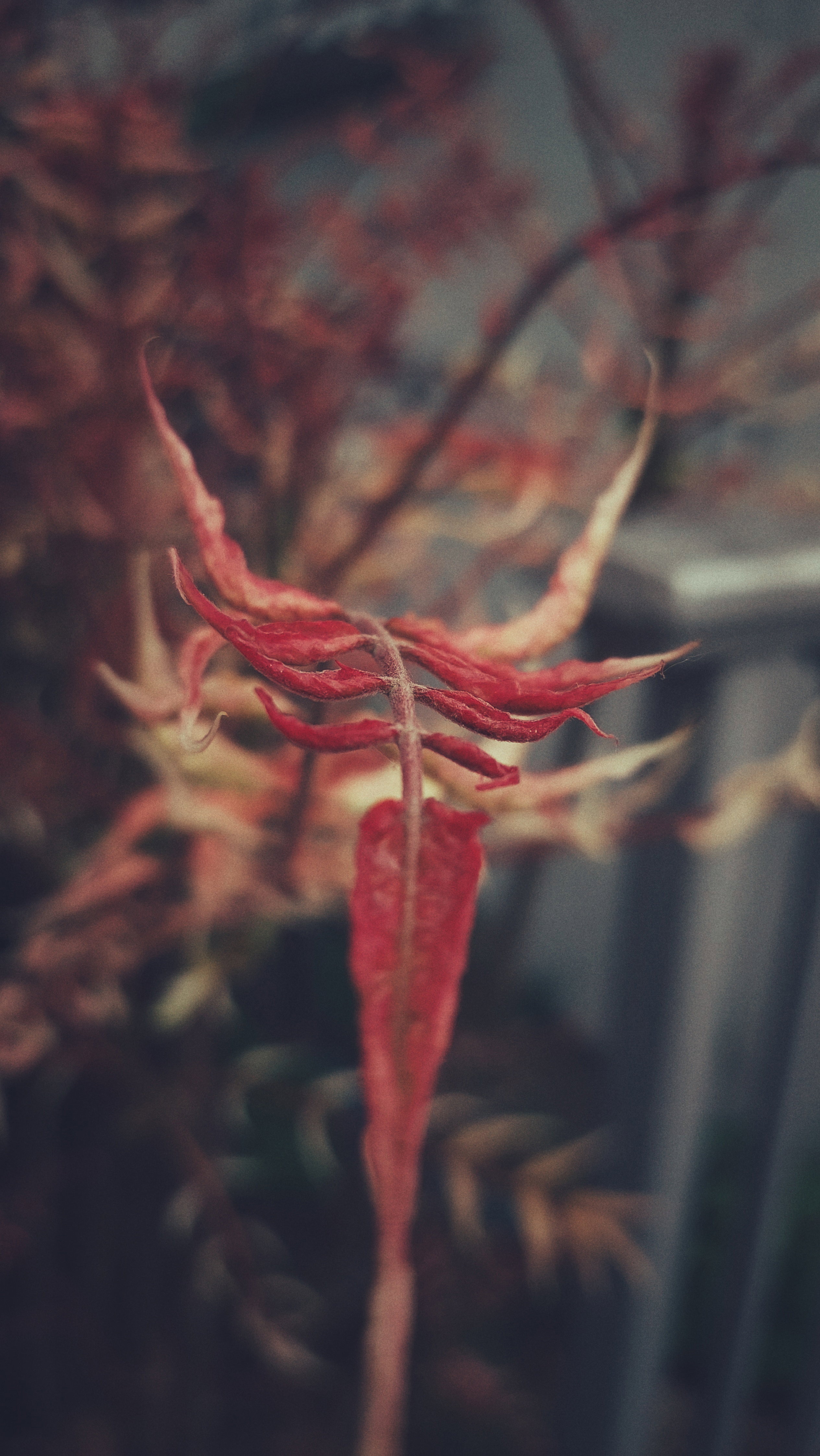 A branch of a bush, red leaves, closeup. 