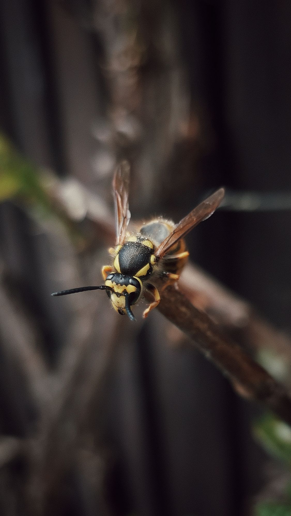 A wasp on a branch. 