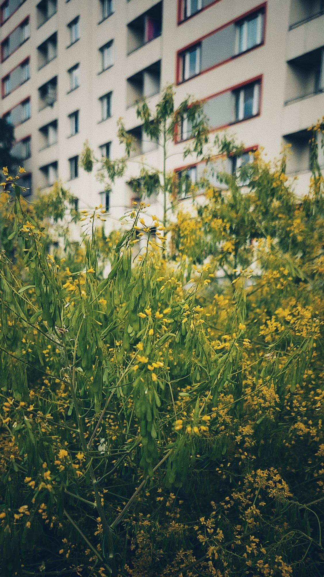 Bushes of green and yellow in front of a high-rise facade.