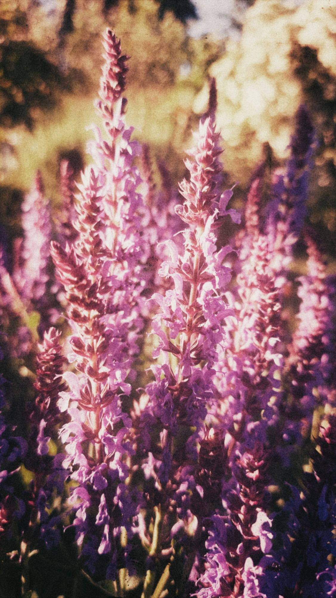 Steppe sage in warm evening light.