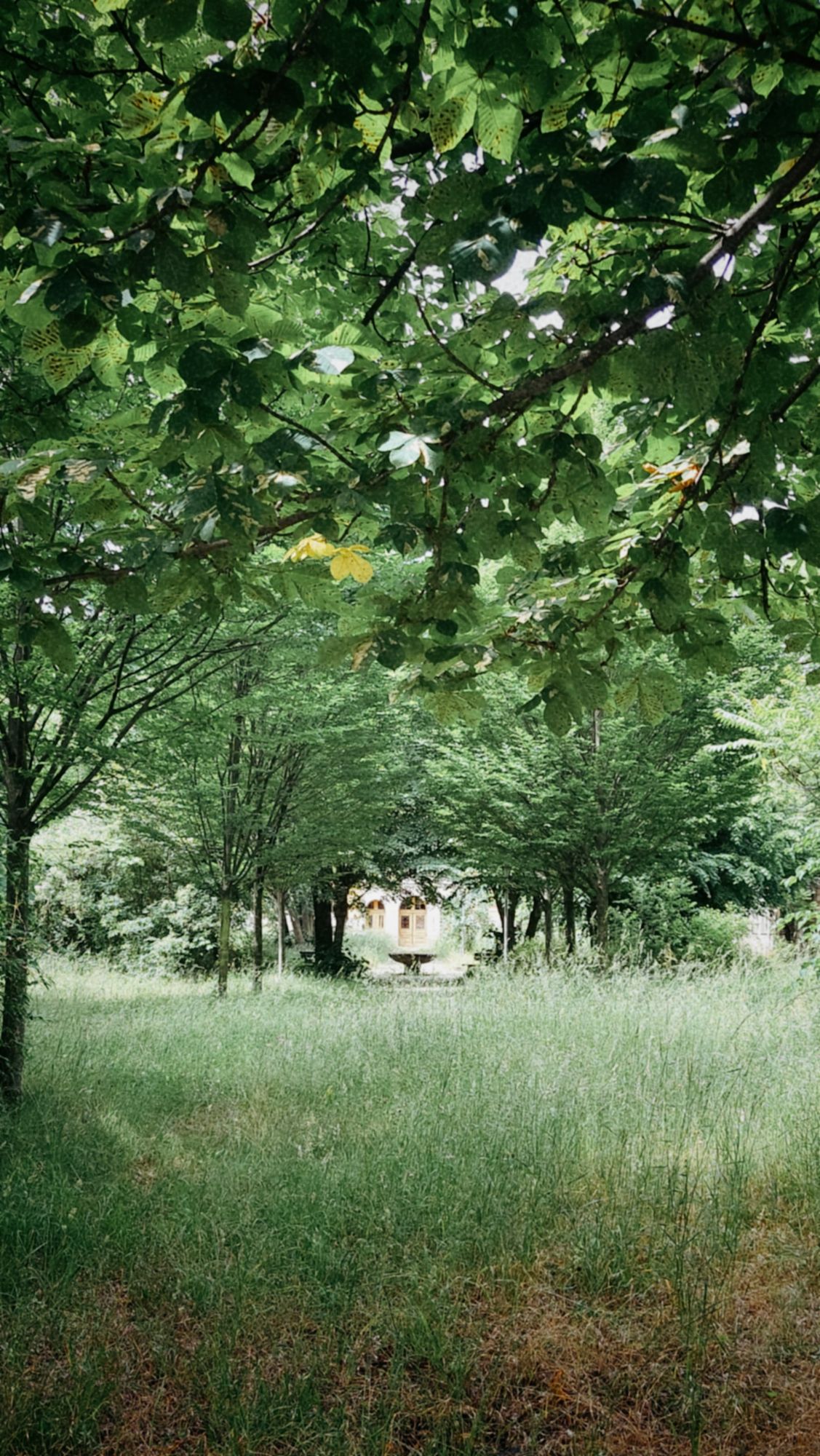 Looking through meadow and trees: A small well-like structure and a building far in the back, abandoned.