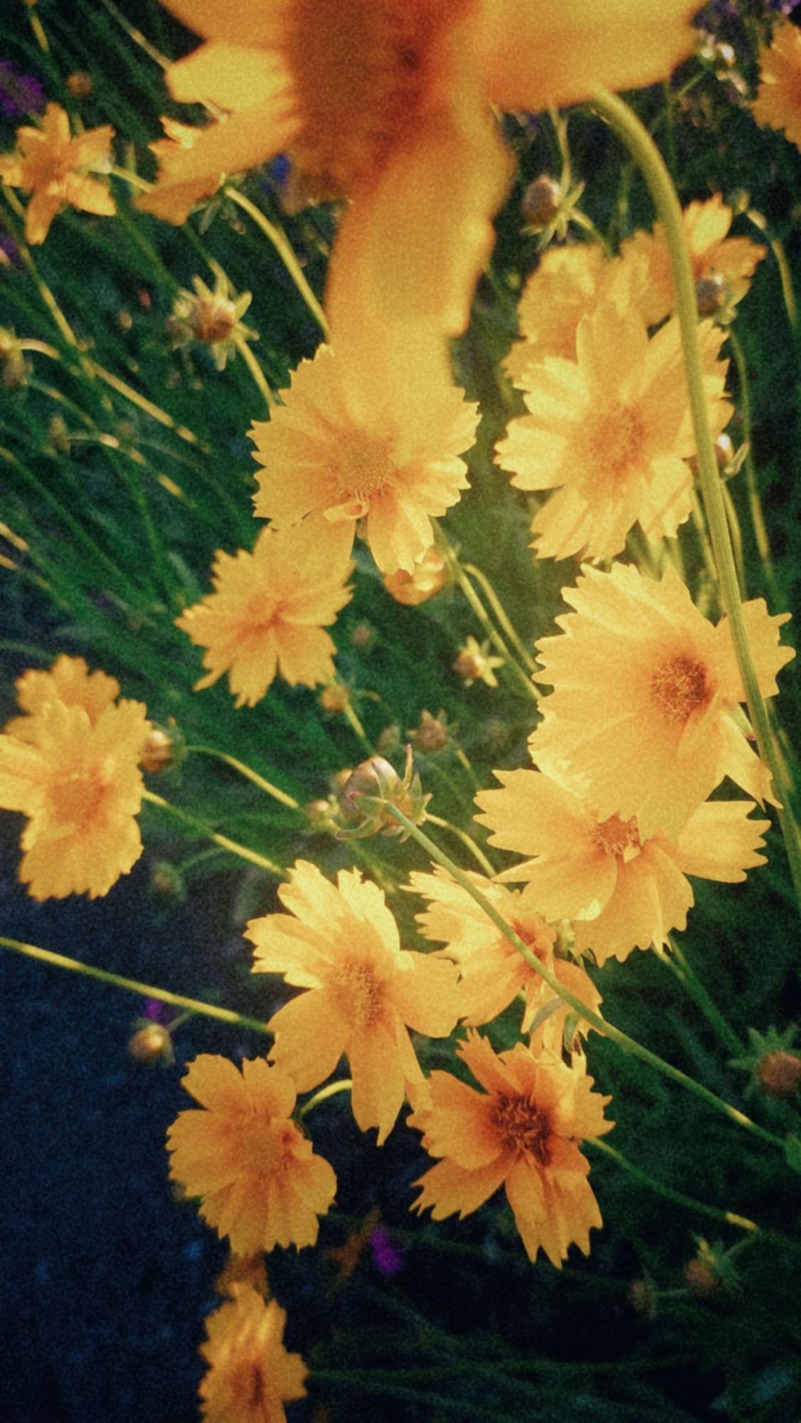 Warm light in a bush of yellow blossoms. 