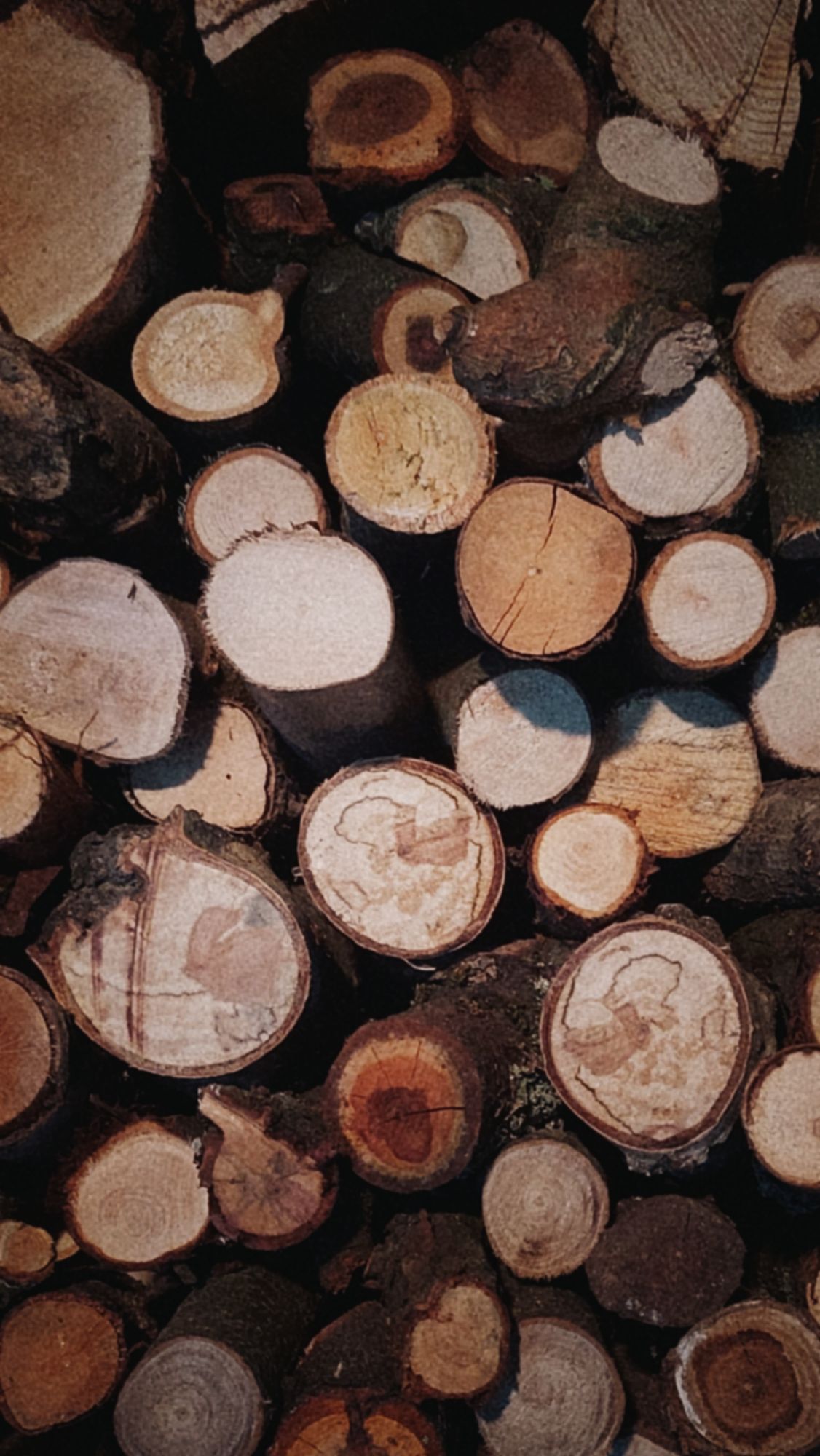 Closeup look on a pile of cut branches.