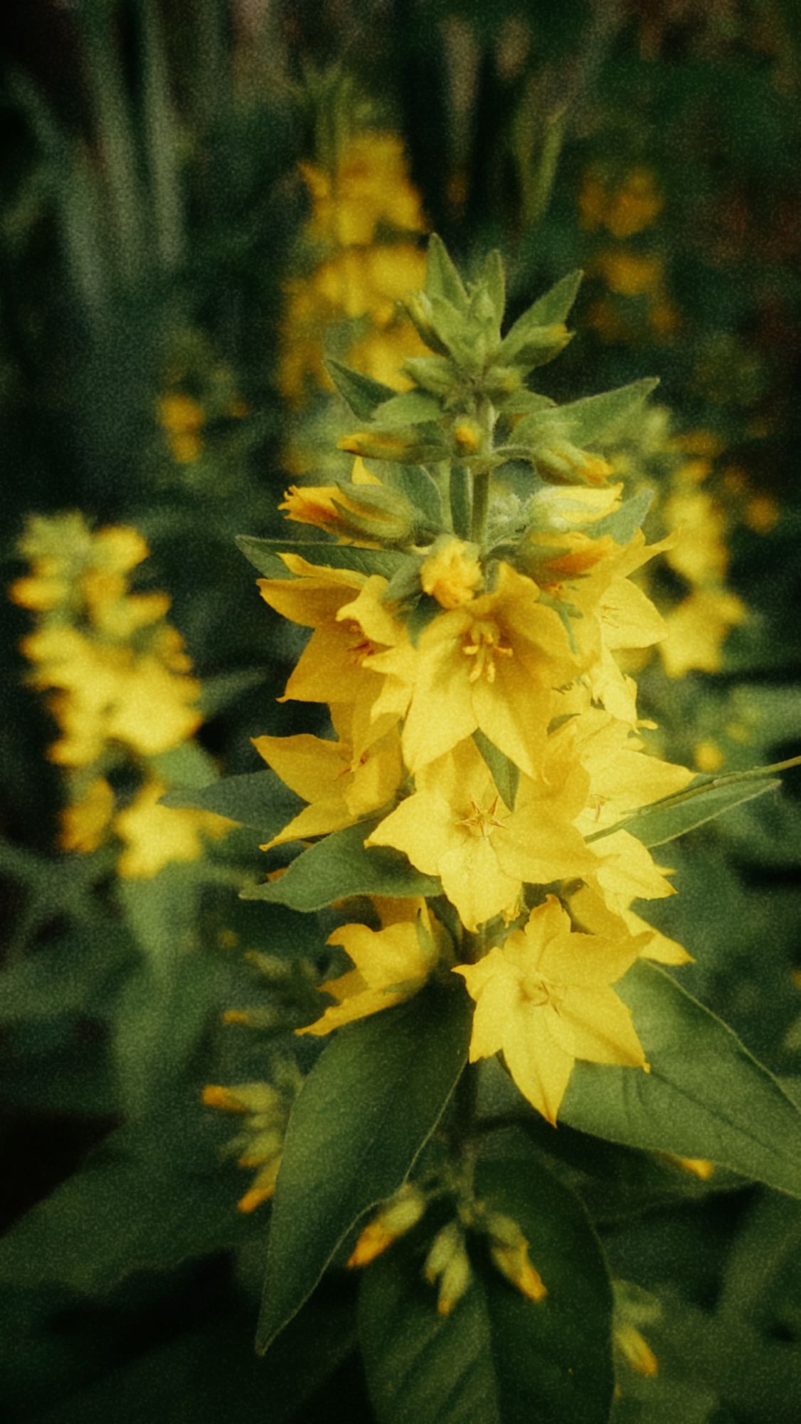 A bush of small yellow blossoms in dark green.