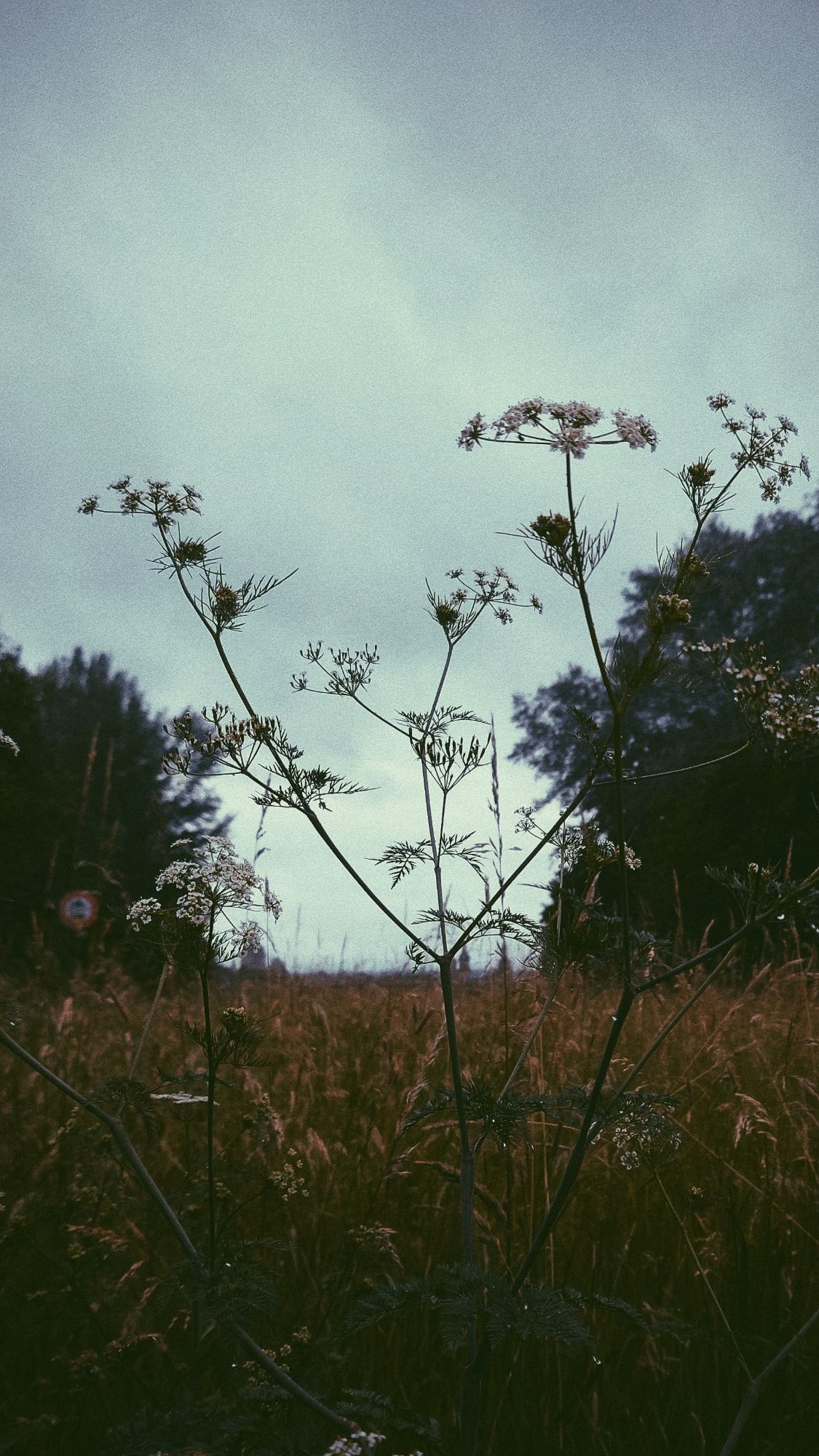 Looking into a meadow, on grass level. Grey skies above, trees left and right.