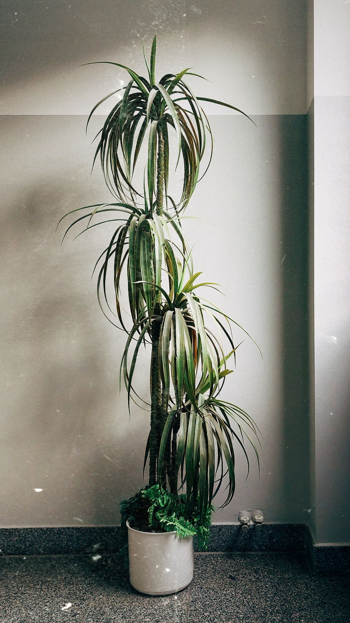 A tall plant in front of an office building wall. Two shades of grey. Shadows of the plant cast to the left.