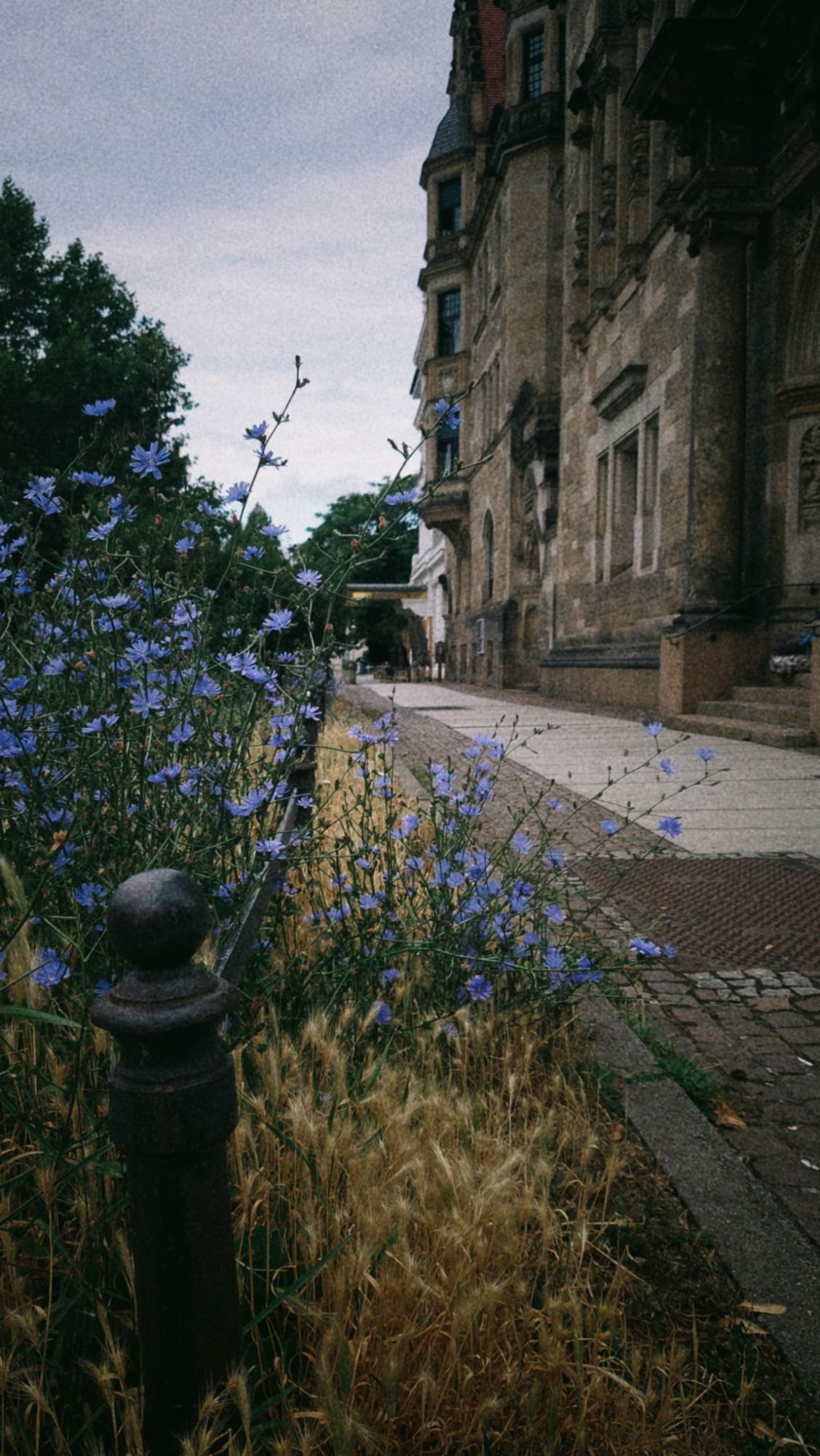 Blue flowers and city grain near a walkway.