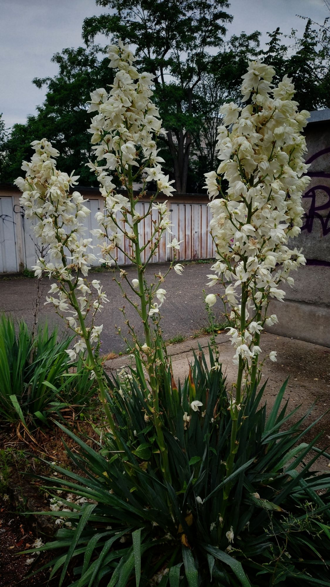 Huge white blossoms in front of a quiet car park backyard.