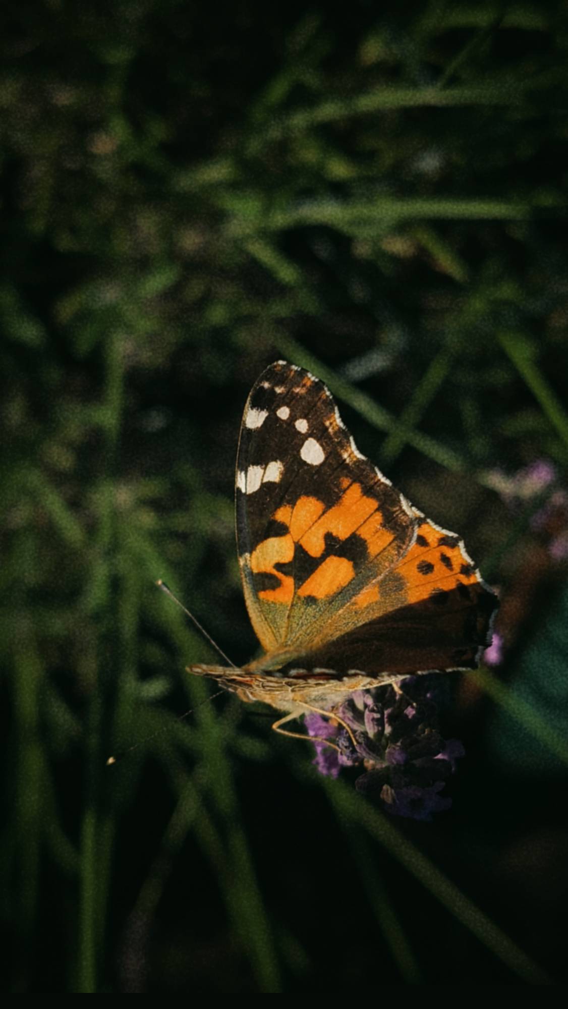 A butterfly on a lavender blossom.