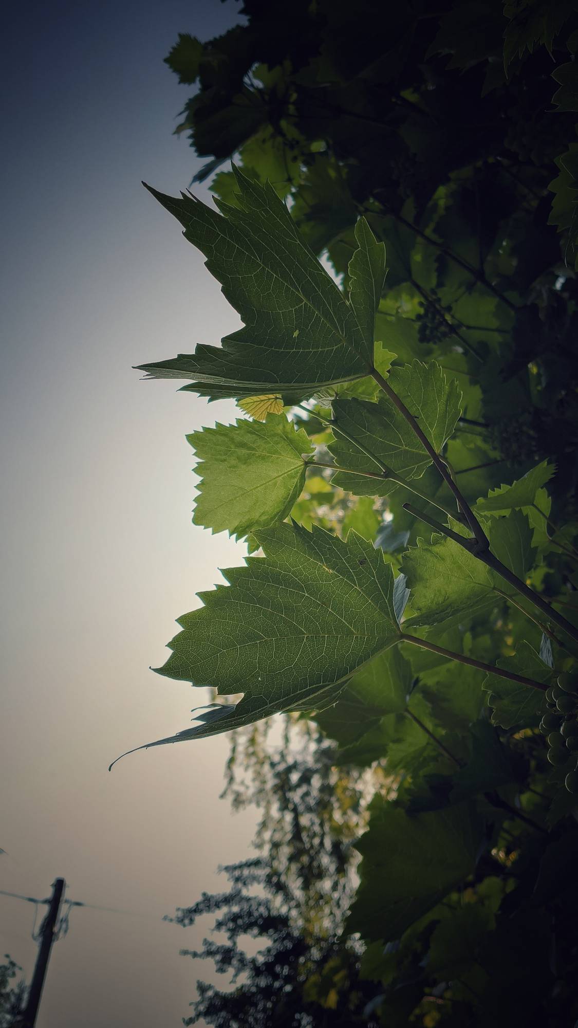 Wine leaves at sunset.