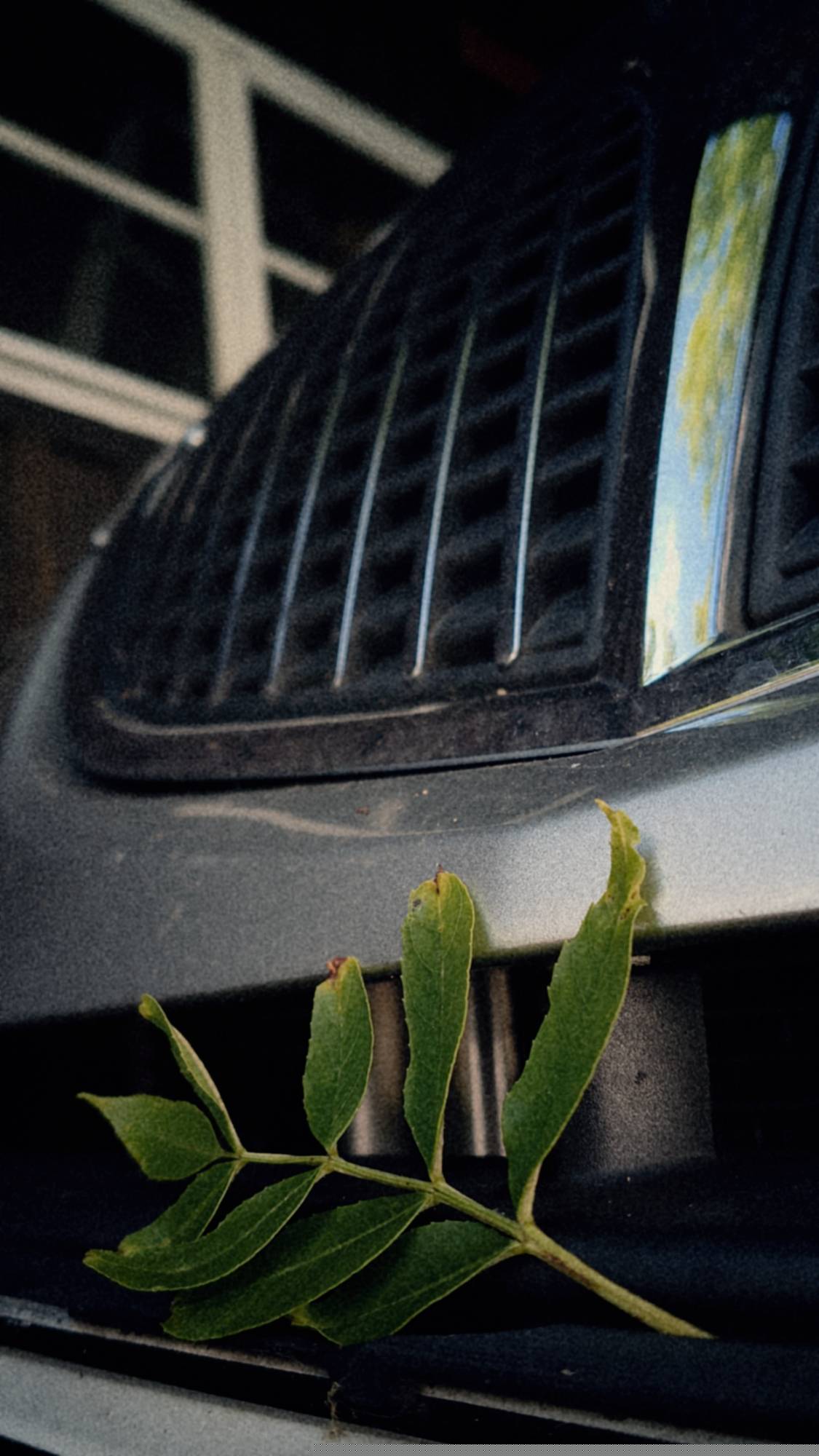 A green leaf on the front part of a car.