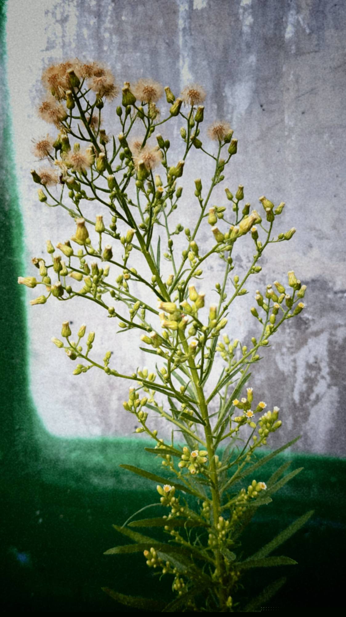 A yellow blooming twig in front of a concrete wall and a segment of a graffito.
