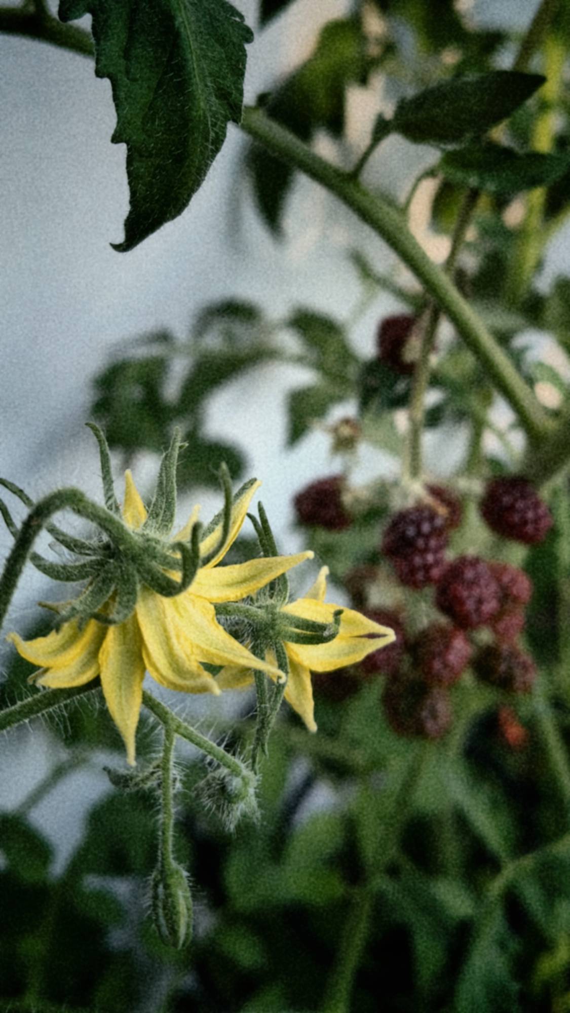 Tomato blossoms and maturing blackberries.