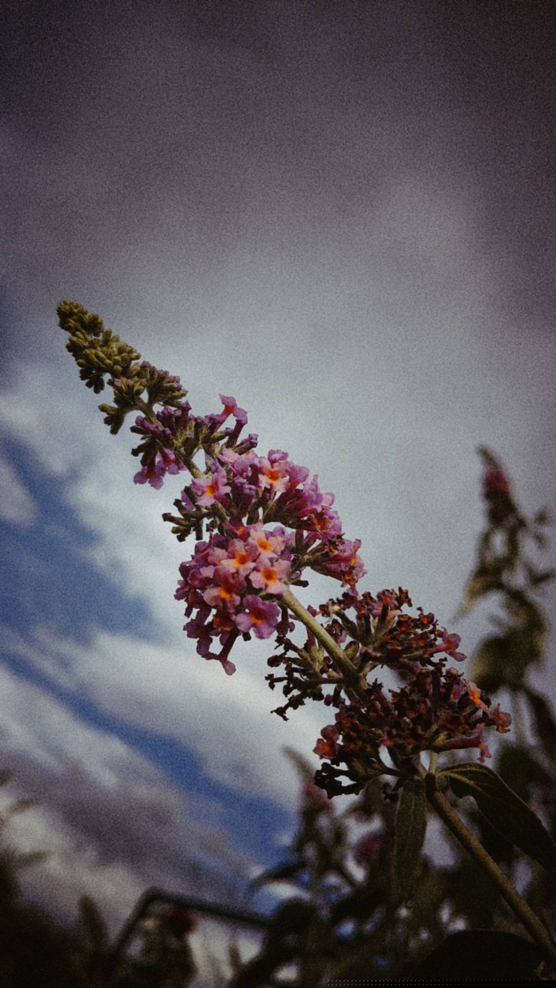Summer lilac below a troubled sky.
