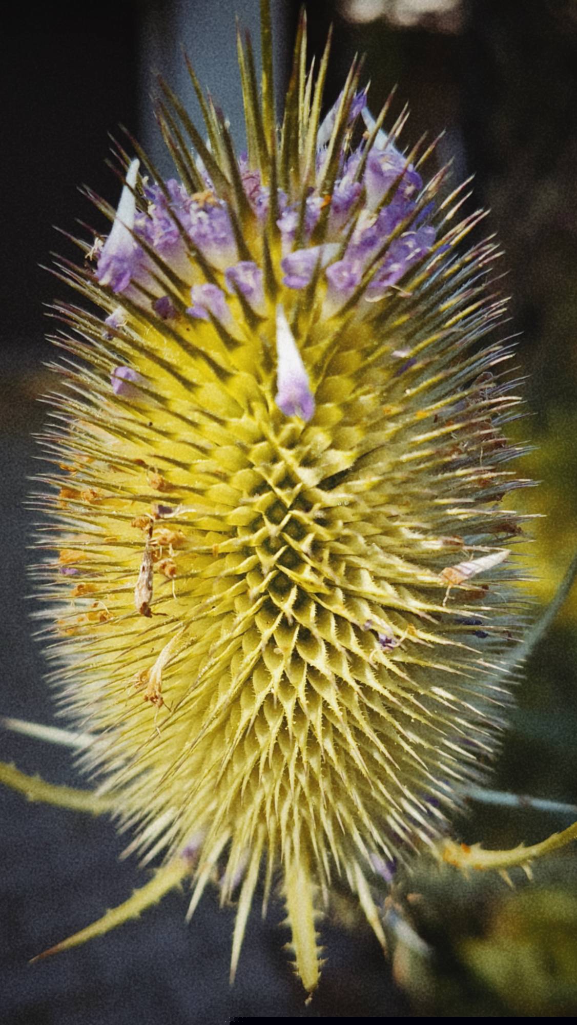 A thistle blossom, closeup.