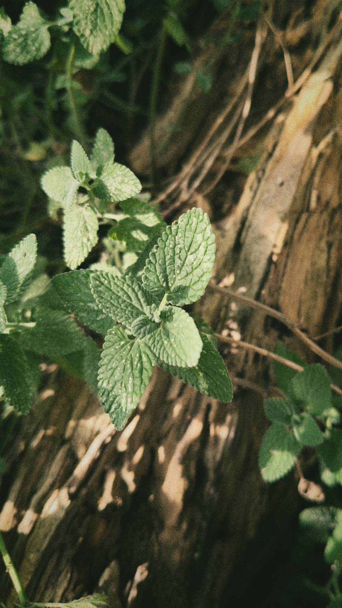 Catnip plants in a bed outlined by pieces of old lilac wood.