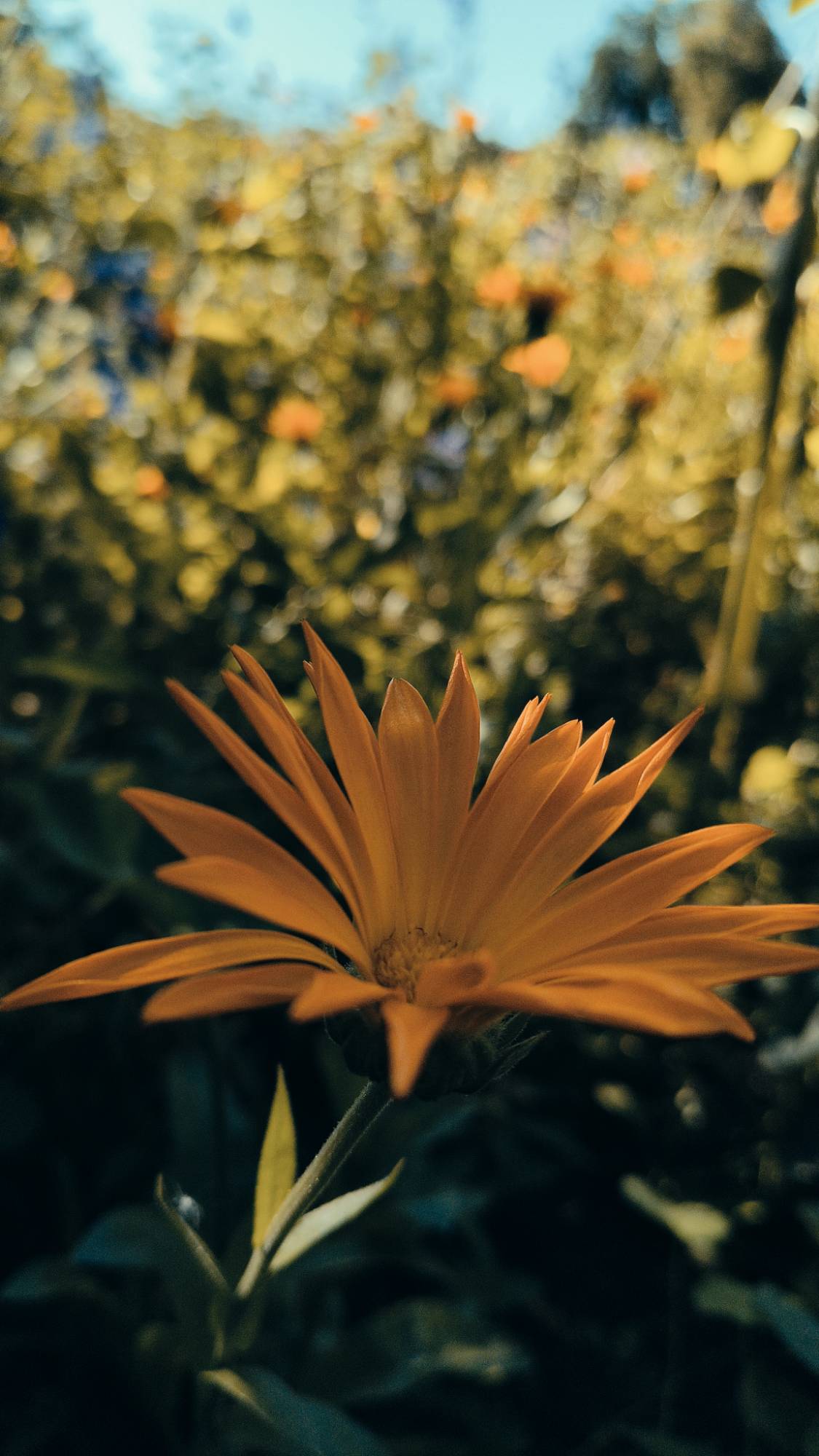 More calendula blossoms in summer light.