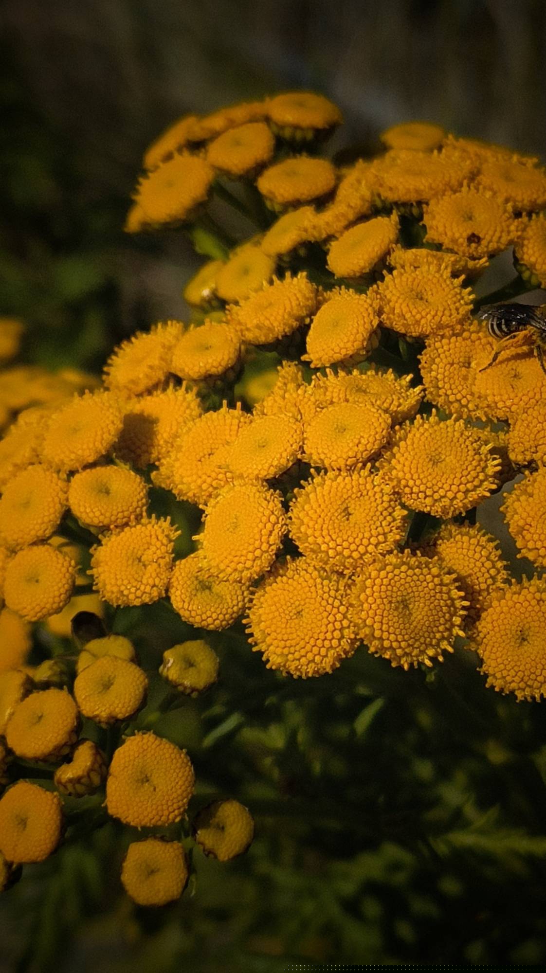 A bunch of small yellow blossoms in the shade.