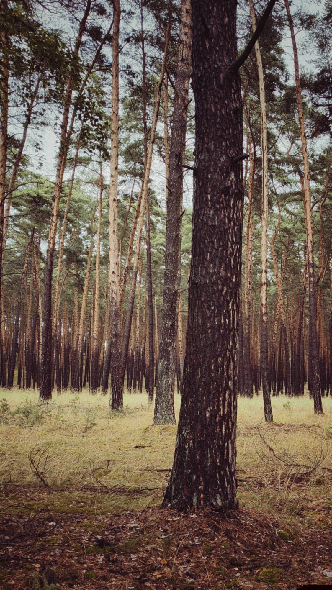 Trees and meadow in a light forest.