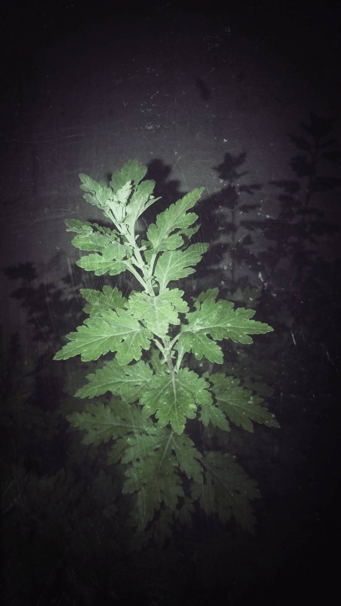 Backyard plants, flashlight image. Night.