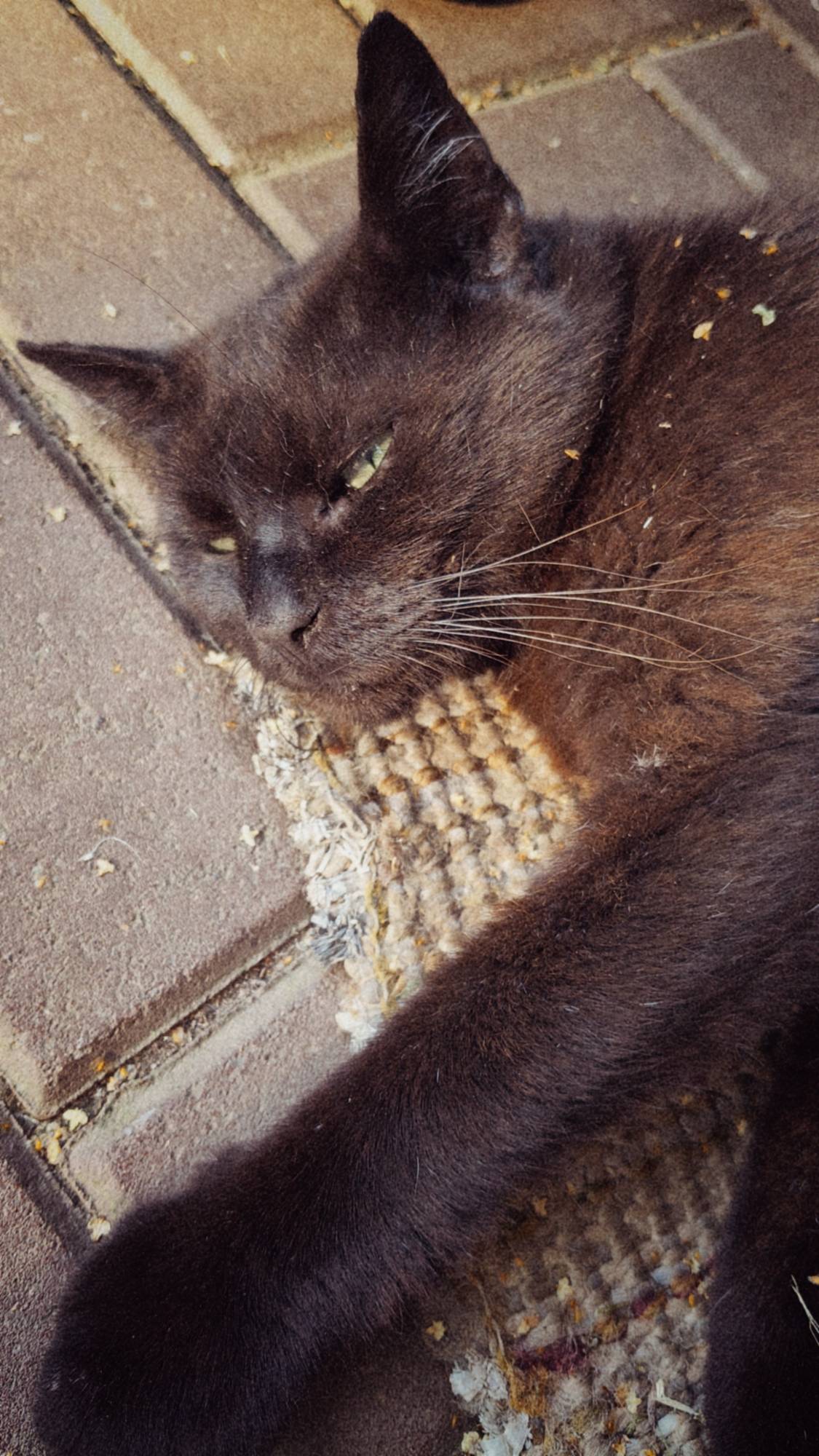 Village cat relaxing in early evening sun.