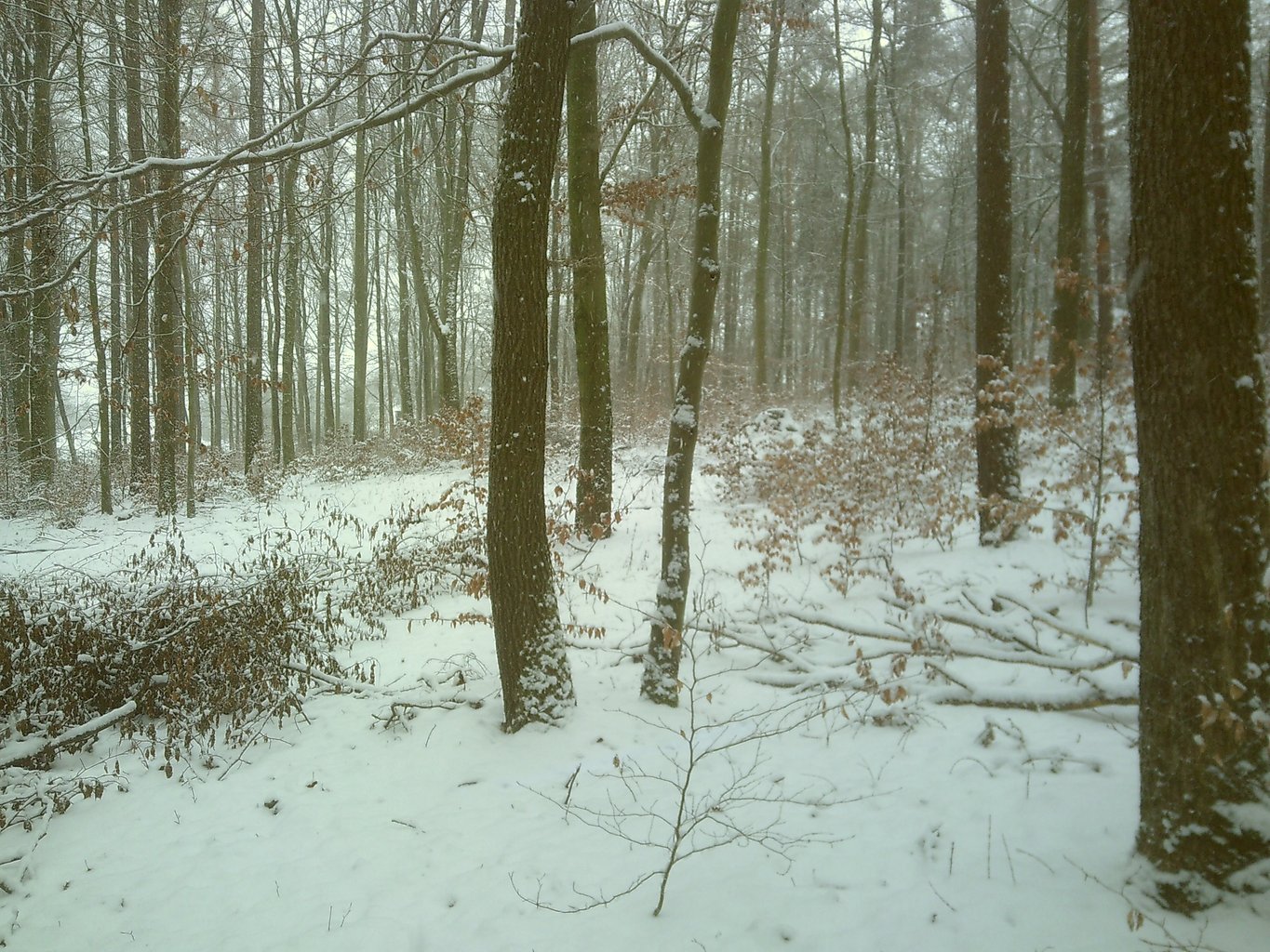 A forest scene in winter.
