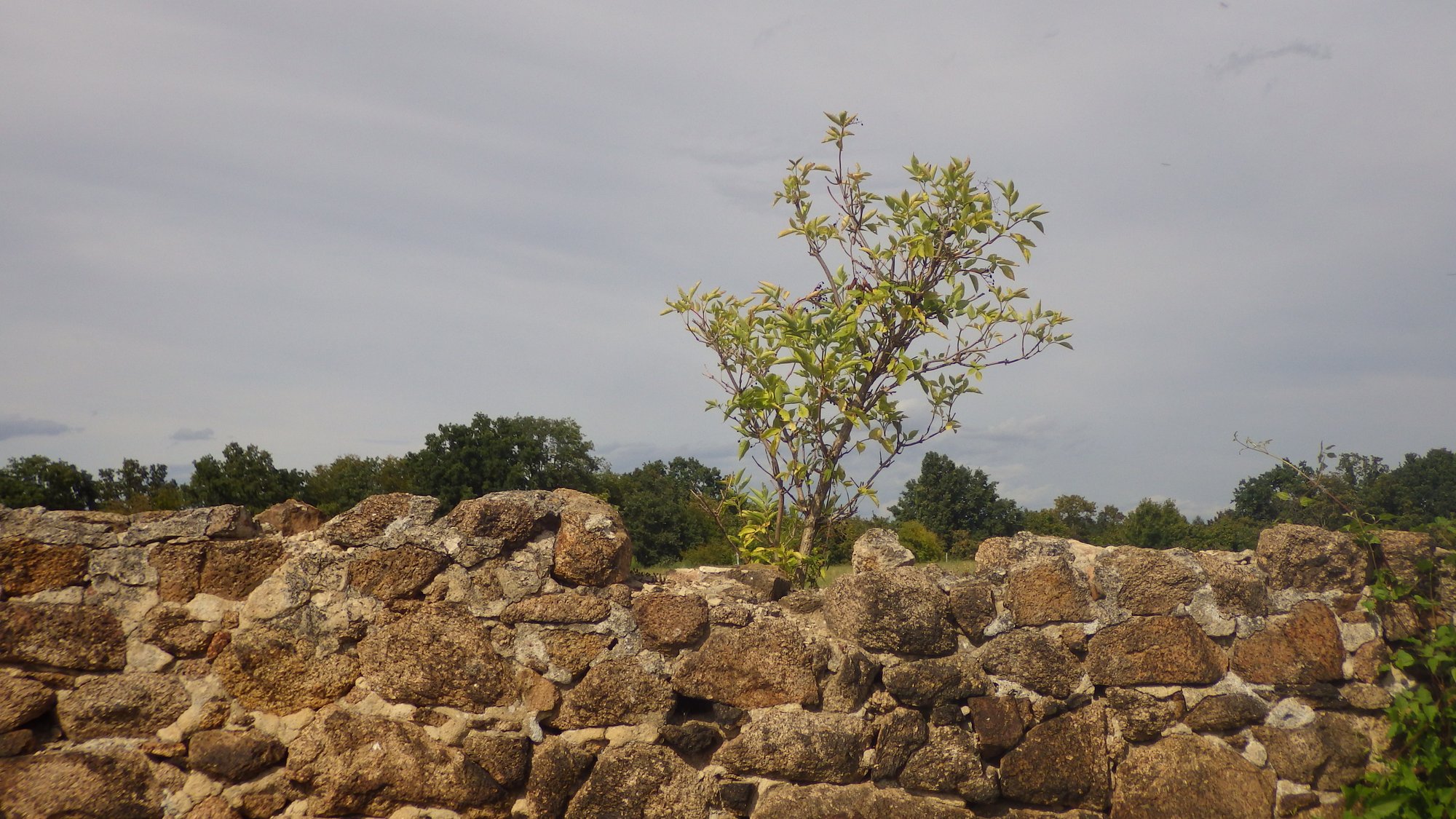 A stone wall with a small tree on it. Line of a forest  and a cloudy sky behind.