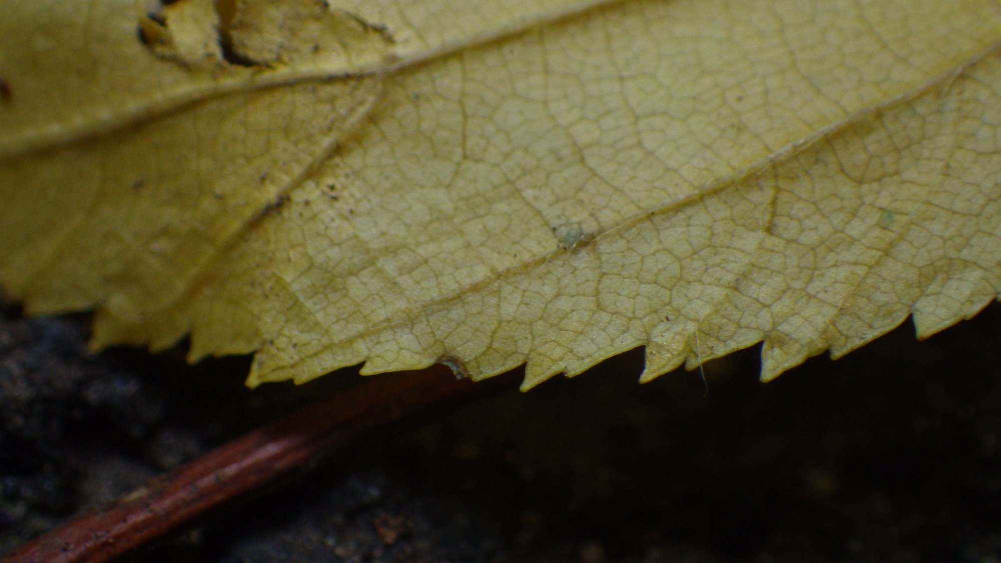 Close-up of a light green leaf, on the ground.