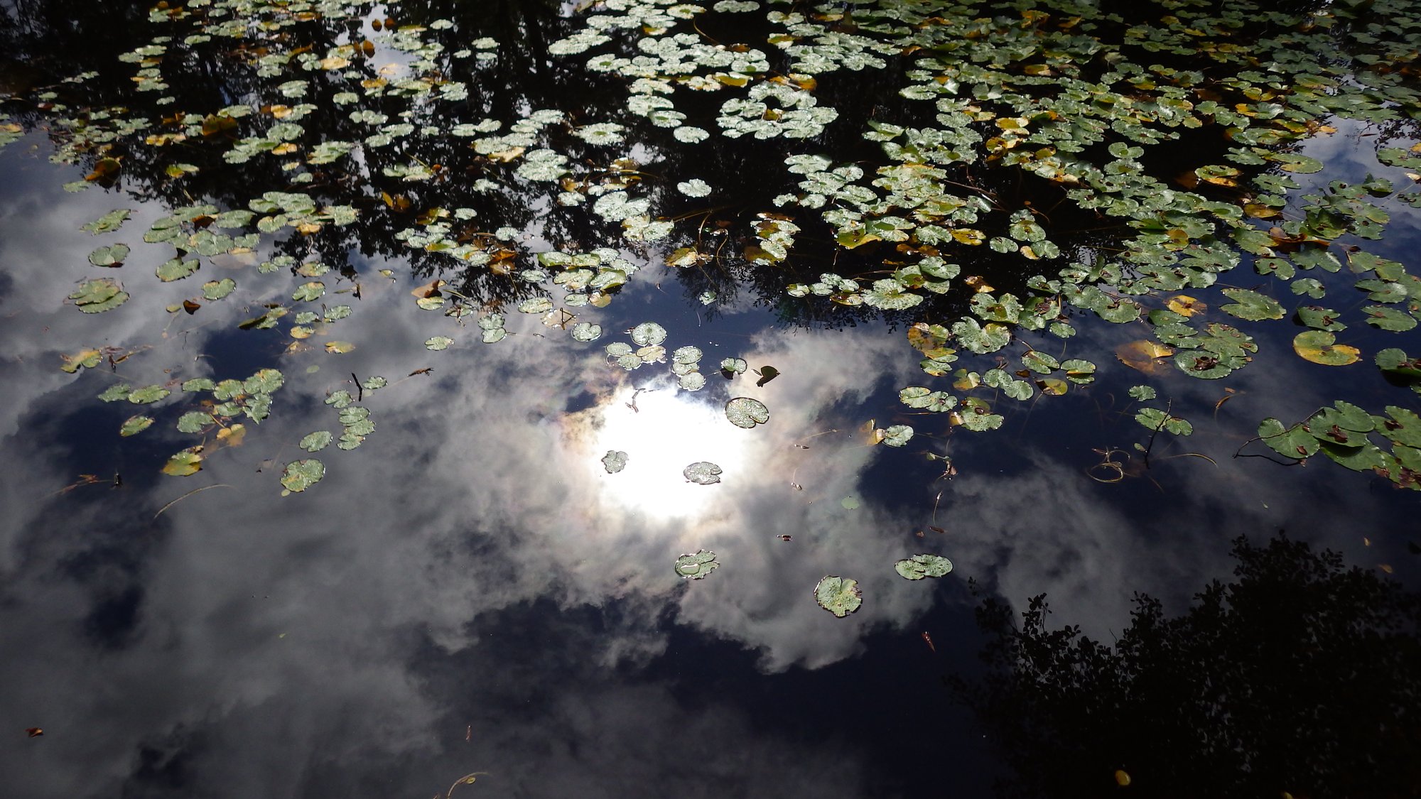 Reflection of a bright sun and some clouds in a lake, leaves of water roses drifting nearby.