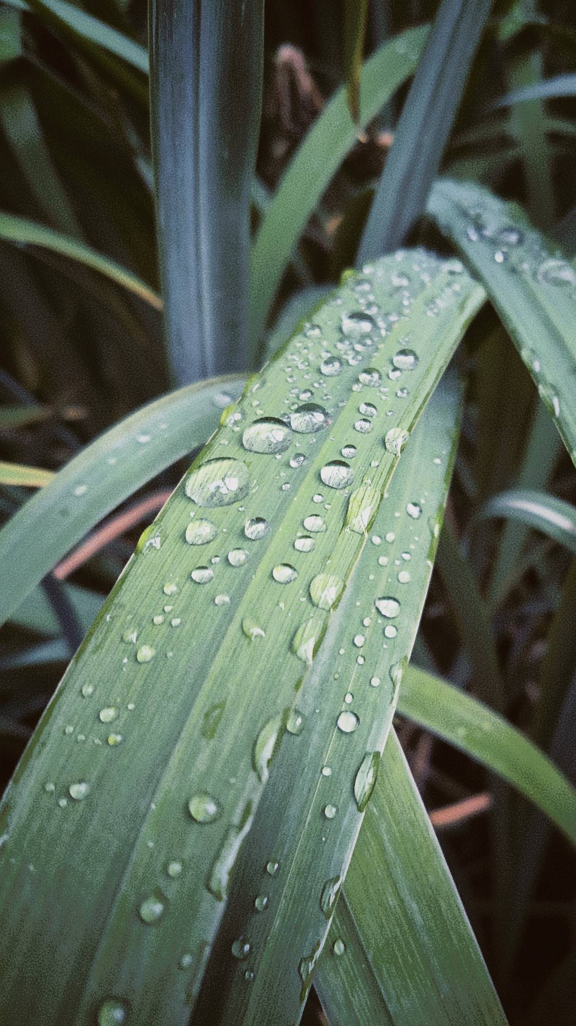 Raindrops on a large thin leaf of grass.