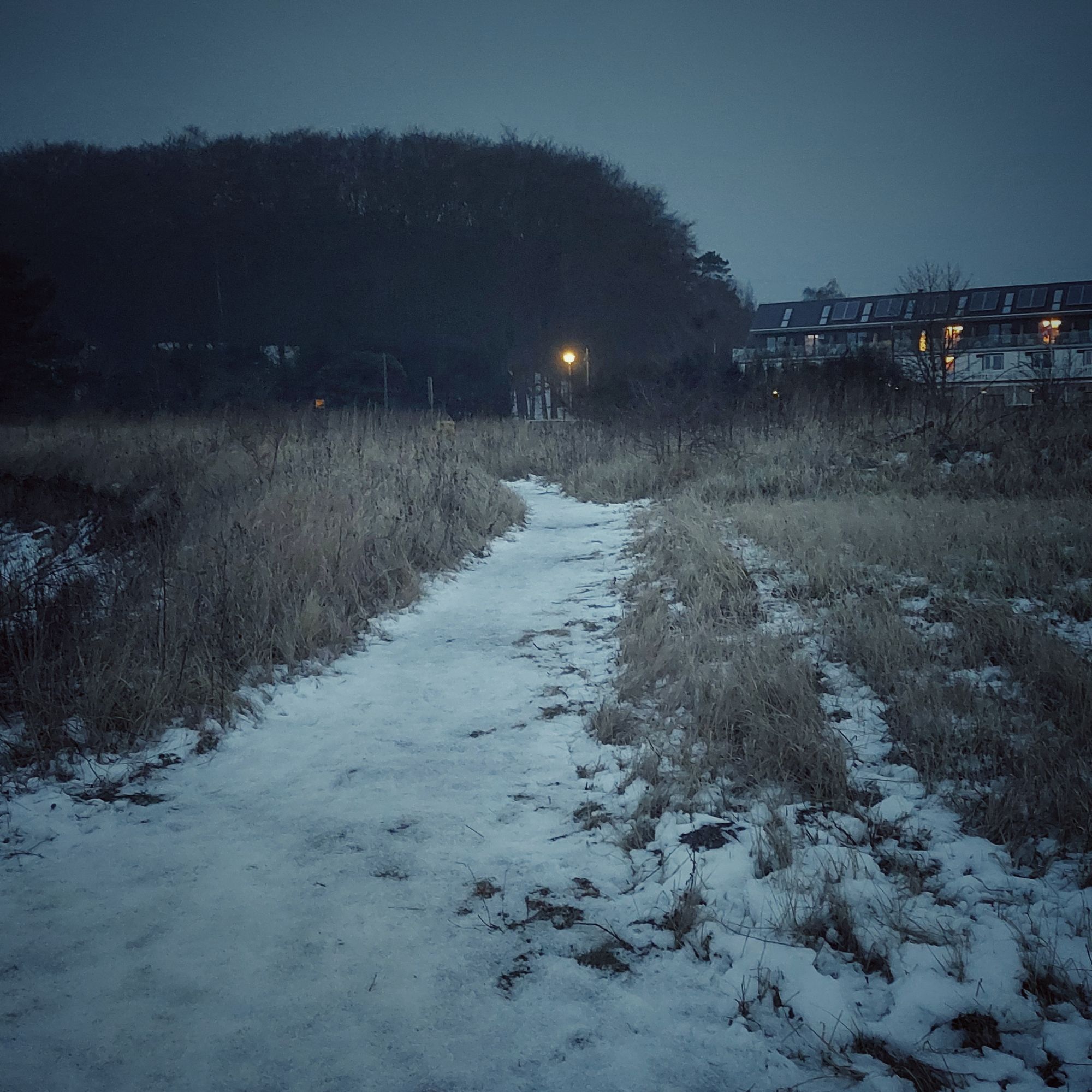 A path through grass. Dark forest and a road with lanterns in the back.