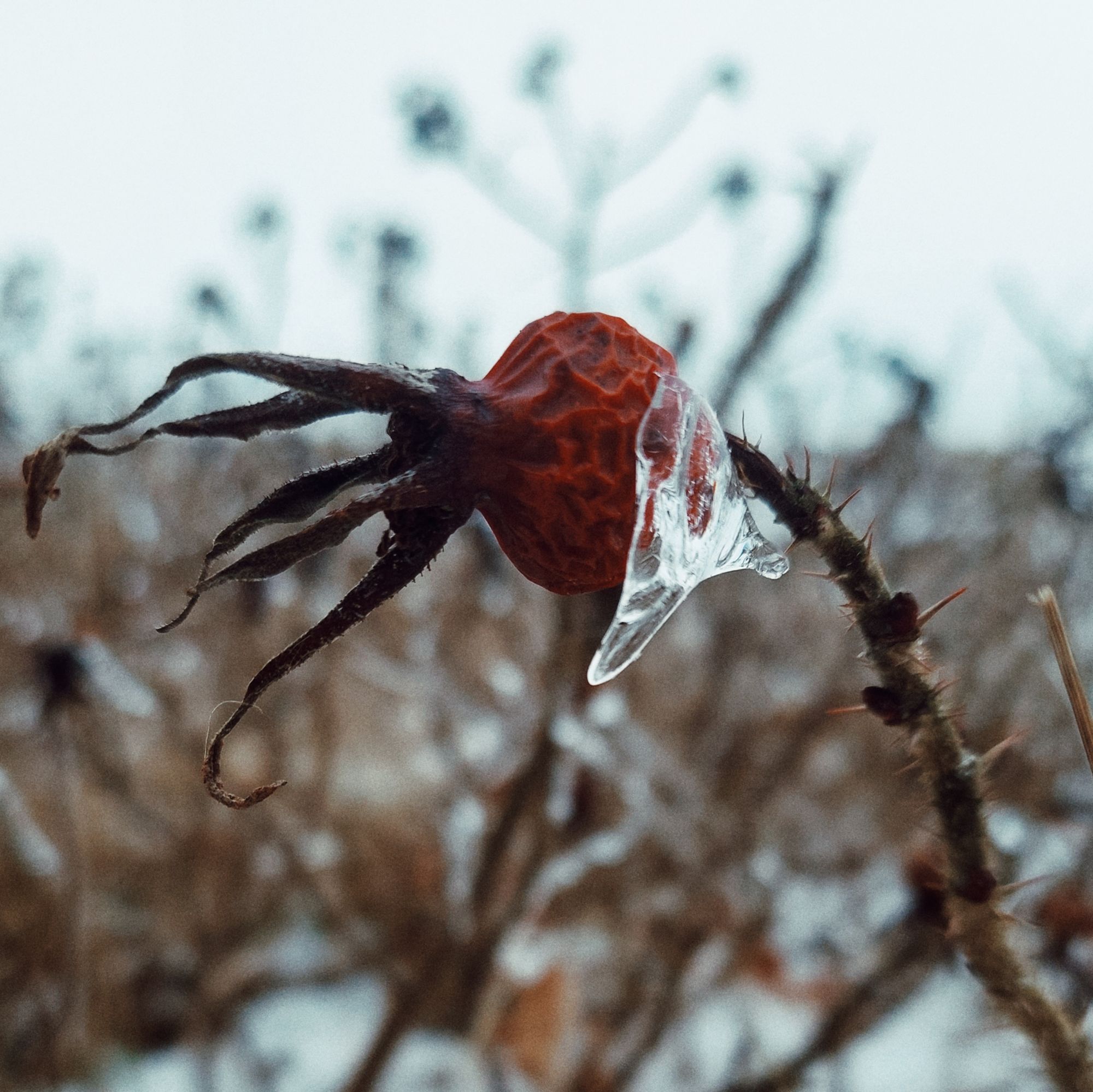 A rosebud covered by ice.